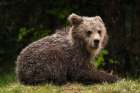 A young European brown bear looking at the camera Notranjska-Slovenia Art Print